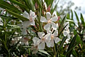 NERIUM OLEANDER