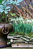 GALANTHUS IN A RUSTIC CONTAINER