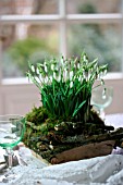 TABLE DECORATION WITH GALANTHUS