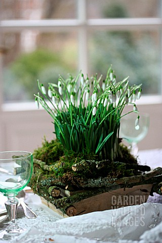 TABLE_DECORATION_WITH_GALANTHUS