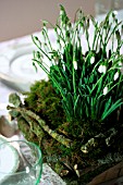 TABLE DECORATION WITH GALANTHUS