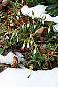 SNOWDROPS IN THE SNOW