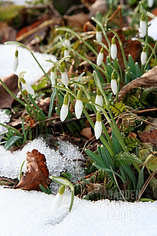 GALANTHUS_IN_THE_SNOW