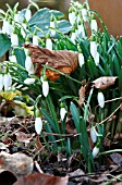 GALANTHUS