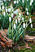 GALANTHUS