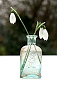 GALANTHUS (SNOWDROPS) IN A VINTAGE GLASS VASE