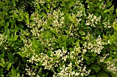 LIGUSTRUM JAPONICUM (PRIVET)