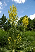 VERBASCUM OLYMPICUM (GREEK MULLEIN)