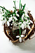 GALANTHUS (SNOWDROPS) DISPLAYED IN A BASKET