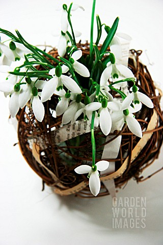 GALANTHUS_SNOWDROPS_DISPLAYED_IN_A_BASKET