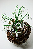 GALANTHUS (SNOWDROPS) DISPLAYED IN A BASKET