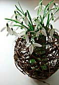 GALANTHUS (SNOWDROPS) DISPLAYED IN A BASKET