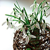 DETAIL OF GALANTHUS (SNOWDROPS) DISPLAYED IN A BASKET