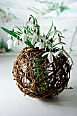 GALANTHUS (SNOWDROPS) DISPLAYED IN A BASKET