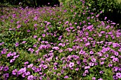 GERANIUM X MAGNIFICUM PATRICIA