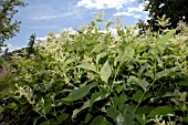 PERSICARIA WEYRICHII