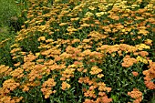 ACHILLEA FEUERLAND