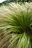 NASSELLA TENUISSIMA (MEXICAN FEATHER GRASS)