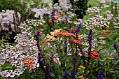 ACHILLEA FANAL