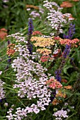 ACHILLEA FANAL