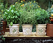 POTTED HERBS: BASIL, THYME AND LEMON BASIL