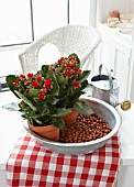 KALANCHOE BLOSSFELDIANA, HOUSEPLANT IN KITCHEN