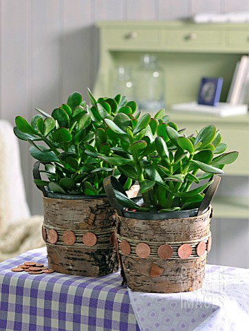CRASSULA_OVATA_IN_A_POT_EMBELLISHED_WITH_COINS