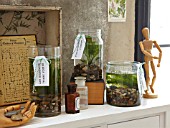 AQUATIC PLANTS IN SPECIMEN JARS