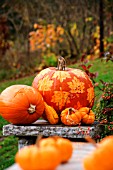 DECORATIVE PUMPKINS