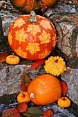 DECORATIVE PUMPKINS