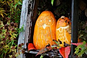 DECORATIVE OWL PUMPKINS