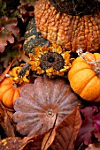 CLOSE UP OF DRIED SUNFLOWERS AND SQUASH