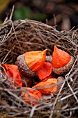 PHYSALIS SEED HEADS PLACED INSIDE QUERCUS RUBRA ACORN SITTING IN A NEST