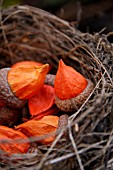 PHYSALIS SEED HEADS PLACED INSIDE QUERCUS RUBRA ACORN SITTING IN A NEST
