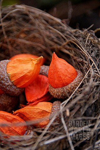 PHYSALIS_SEED_HEADS_PLACED_INSIDE_QUERCUS_RUBRA_ACORN_SITTING_IN_A_NEST