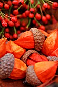 PHYSALIS SEED HEADS PLACED INSIDE QUERCUS RUBRA ACORN