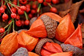 PHYSALIS SEED HEADS PLACED INSIDE QUERCUS RUBRA ACORN