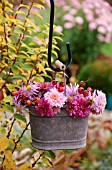 OLD GALVANISED BUCKET WITH CHRYSANTHEMUM AND ROSE HIPS.