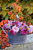 OLD GALVANISED BUCKET WITH CHRYSANTHEMUM AND ROSE HIPS.