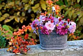 OLD GALVANISED BUCKET WITH CHRYSANTHEMUM AND ROSE HIPS.