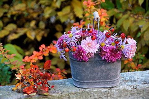 OLD_GALVANISED_BUCKET_WITH_CHRYSANTHEMUM_AND_ROSE_HIPS