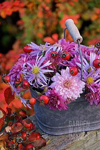 OLD_GALVANISED_BUCKET_WITH_CHRYSANTHEMUM_AND_ROSE_HIPS