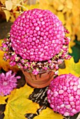 AUTUMN ARRANGEMENT IN TERRACOTTA POT WITH SYMPHORICARPOS DOORENBOSII BERRIES