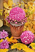 AUTUMN ARRANGEMENT IN TERRACOTTA POT WITH SYMPHORICARPOS DOORENBOSII BERRIES