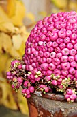 AUTUMN ARRANGEMENT IN TERRACOTTA POT WITH SYMPHORICARPOS DOORENBOSII BERRIES