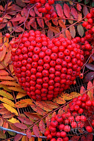 HEART_HANGING_DECORATION_WITH_SORBUS_BERRIES