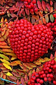 HEART HANGING DECORATION WITH SORBUS BERRIES