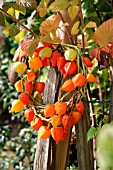 PHYSALIS DECORATIVE RING