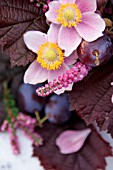 AUTUMN ARRANGEMENT WITH ANEMONE  CALLUNA AND CORYLUS AVELLANA PURPUREA AND PLUMS