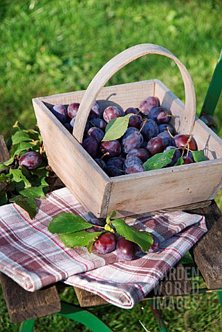 WOODEN_BASKET_WITH_PLUMS